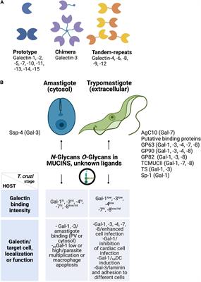 Galectins in Chagas Disease: A Missing Link Between Trypanosoma cruzi Infection, Inflammation, and Tissue Damage